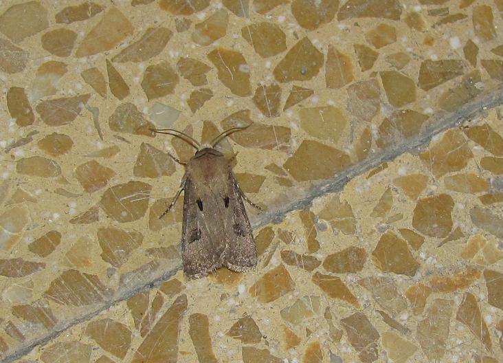 Agrotis exclamationis